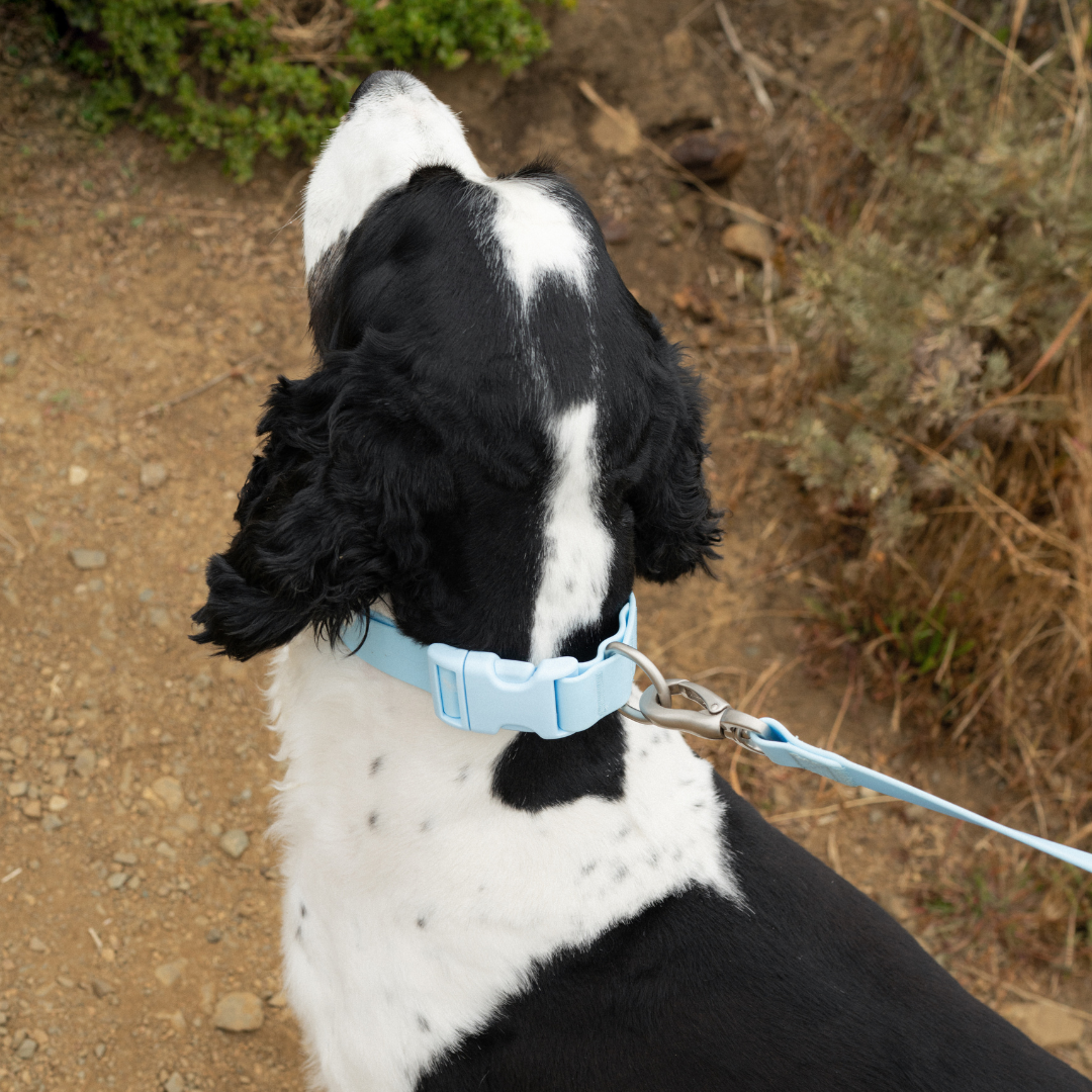 Waterproof Dog Collar