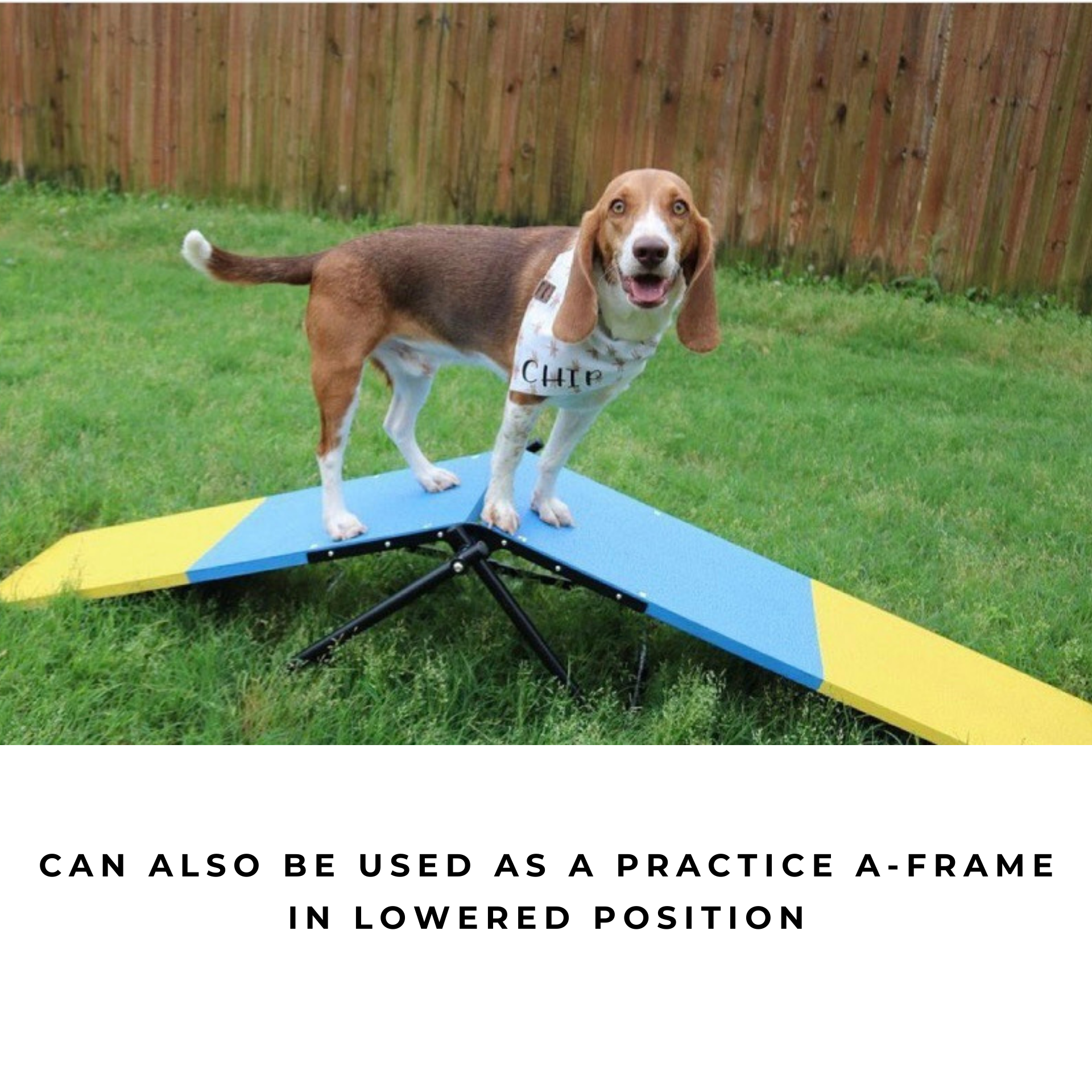 Better Sporting Dogs Practice See Saw – Fully Assembled Practice Teeter for Dog Agility Training