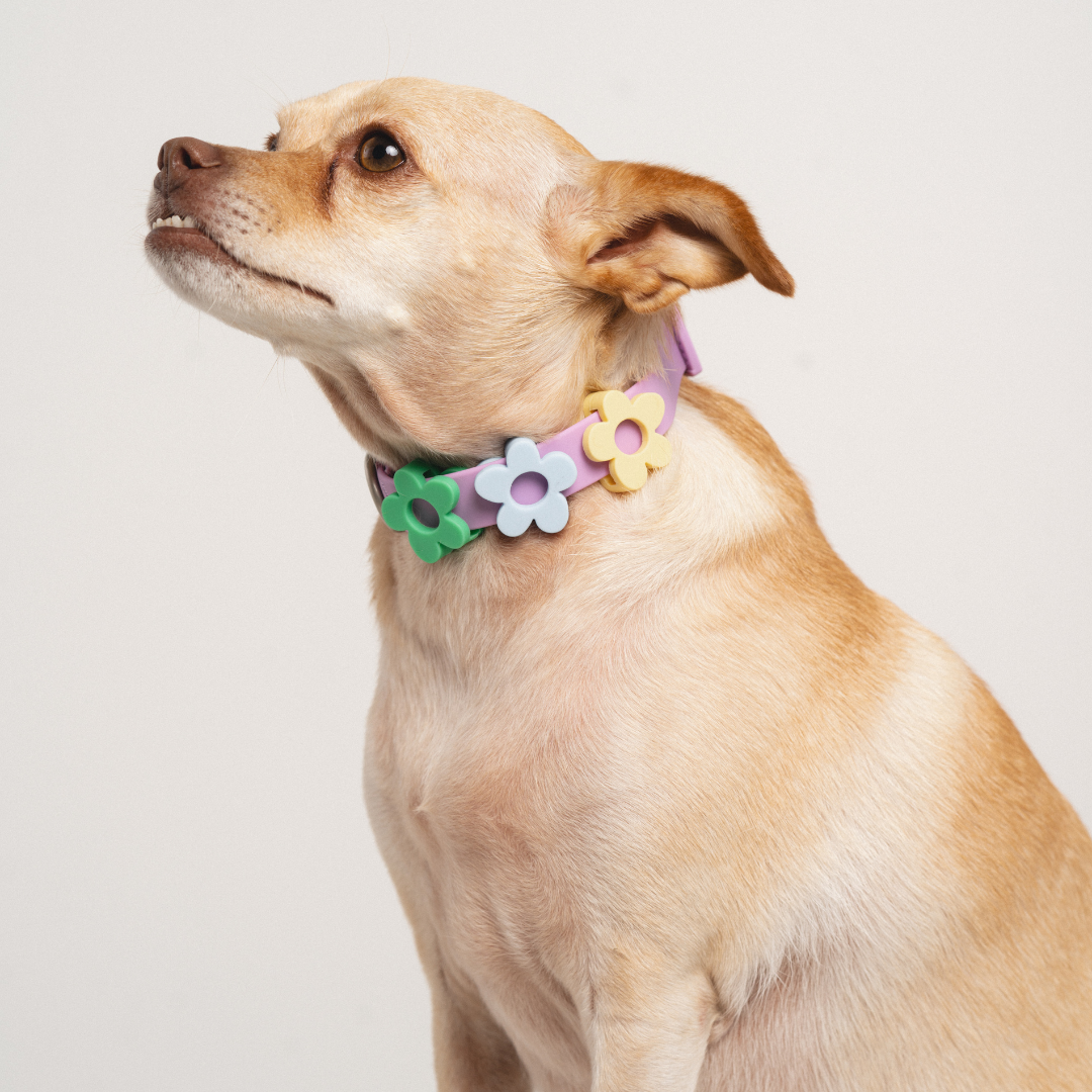 Waterproof Dog Collar