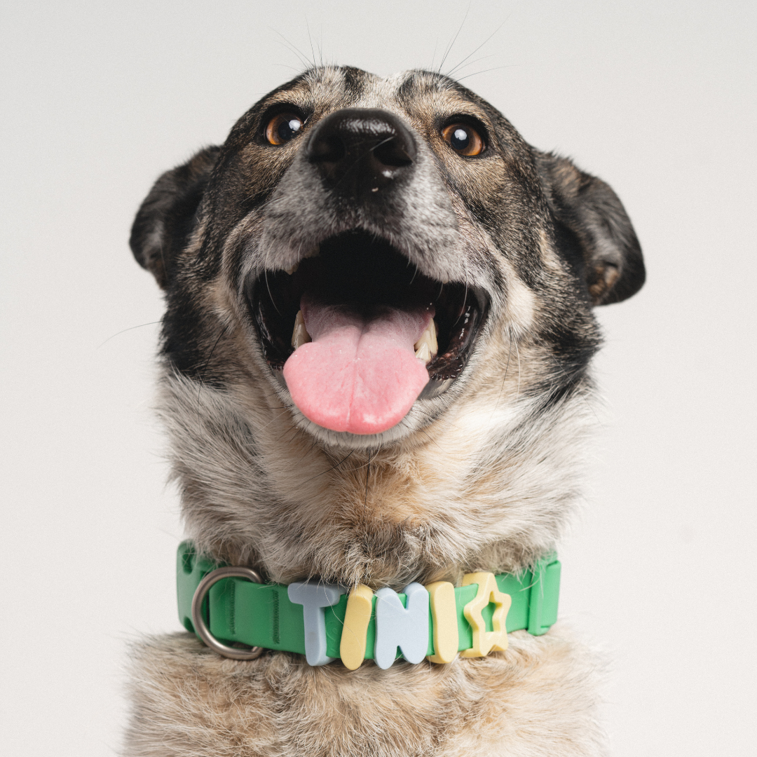 Waterproof Dog Collar