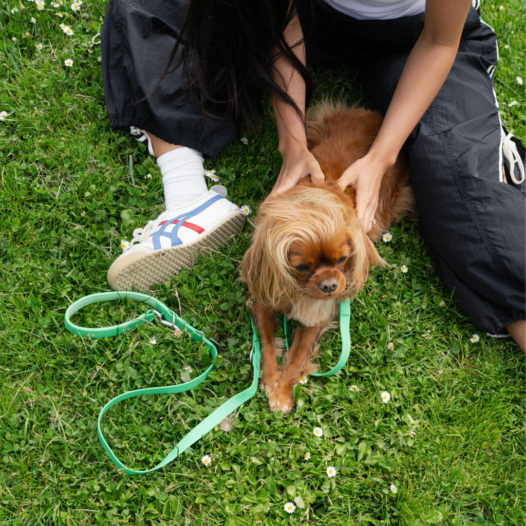 Waterproof Dog Leash - 5ft