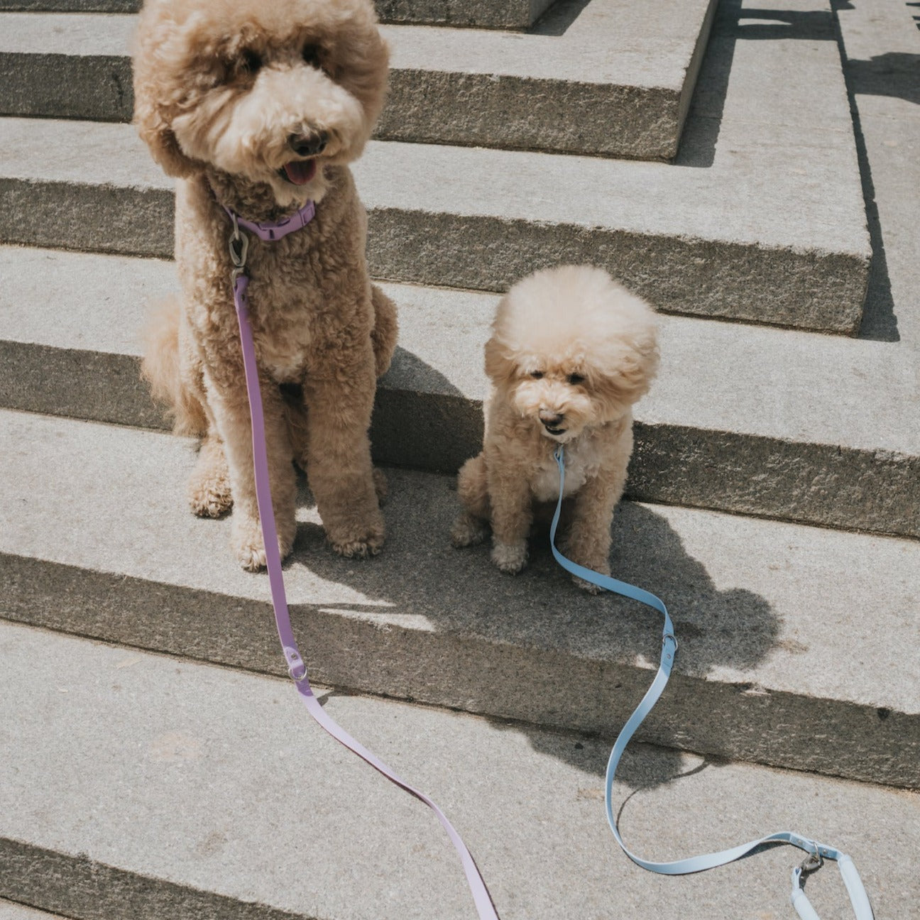 Original Dog Leash with Neoprene Handle