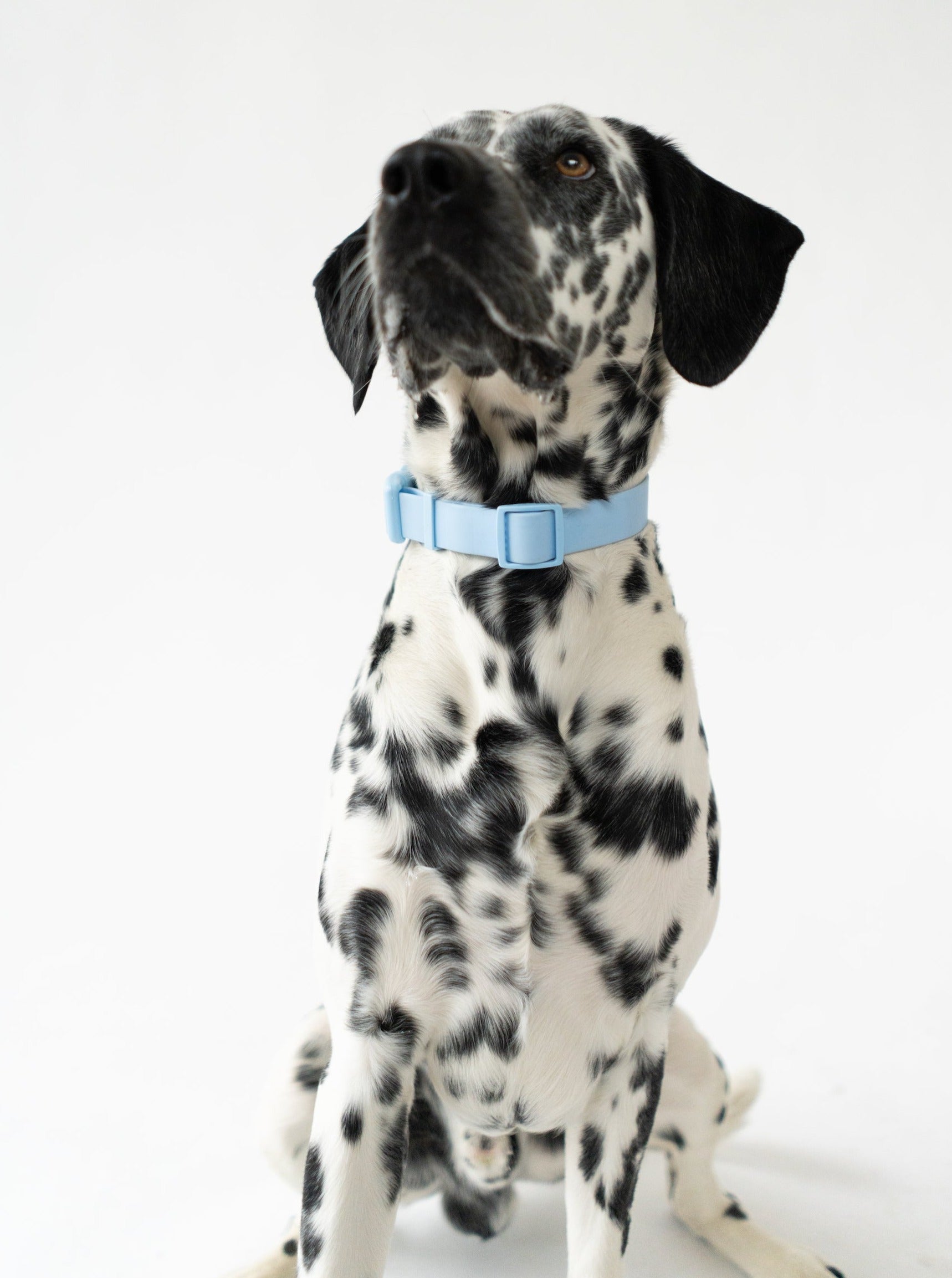 Original Waterproof Dog Collar