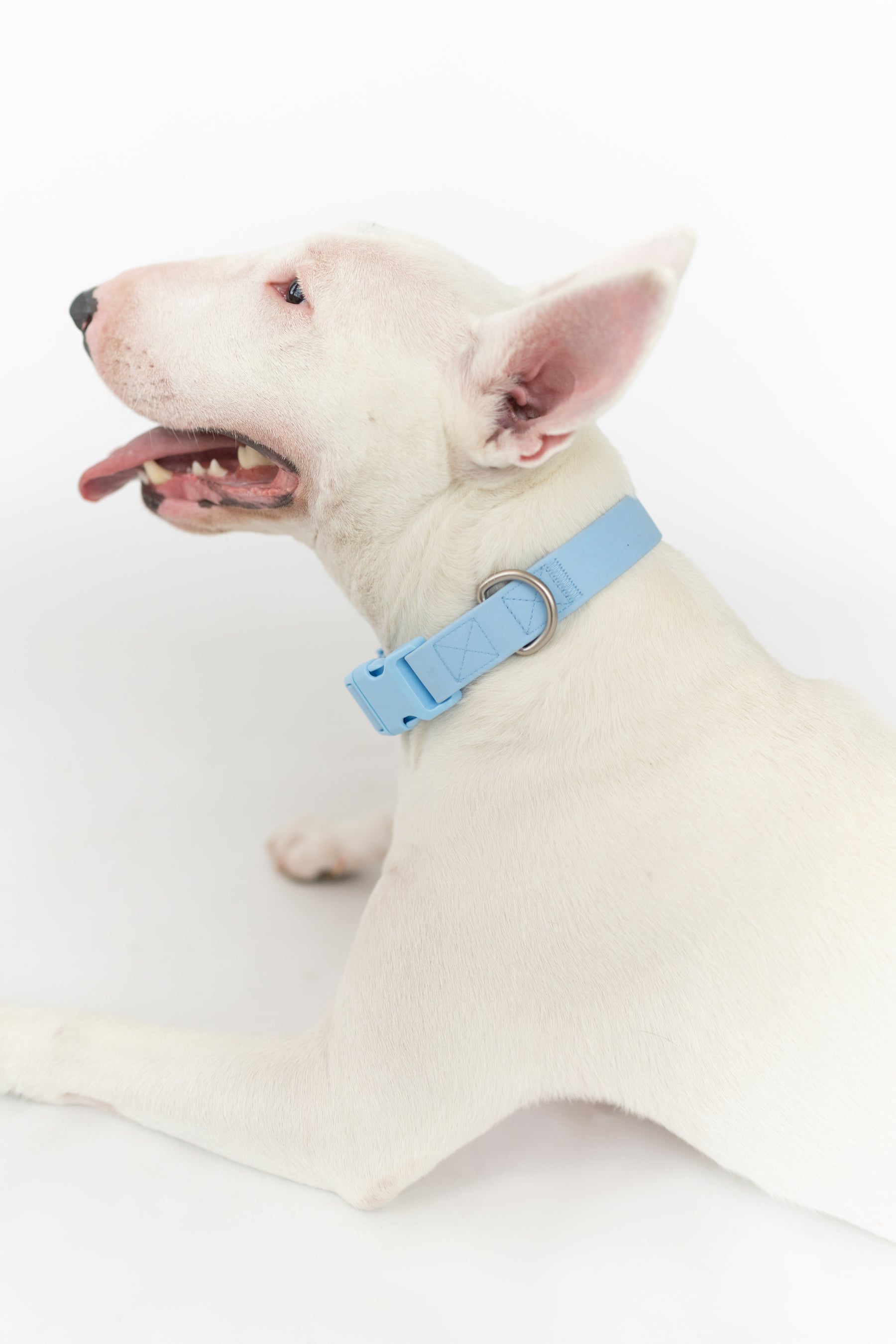 Original Waterproof Dog Collar