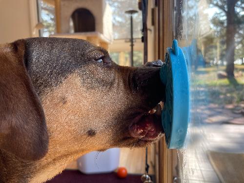 Turtle eMat-Mini Lick Mat with Suction Cups - Small Dogs & Cats | USA