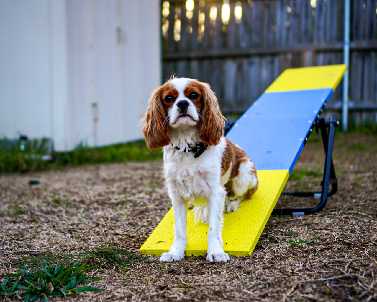 Better Sporting Dogs Practice See Saw – Fully Assembled Practice Teeter for Dog Agility Training