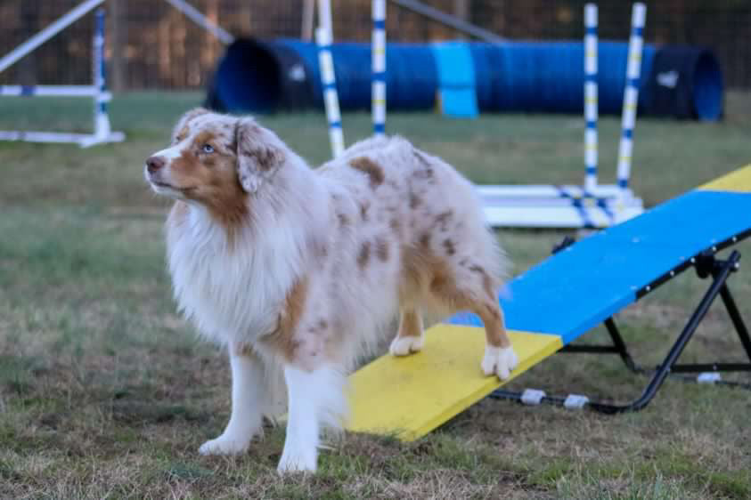 Better Sporting Dogs Practice See Saw – Fully Assembled Practice Teeter for Dog Agility Training