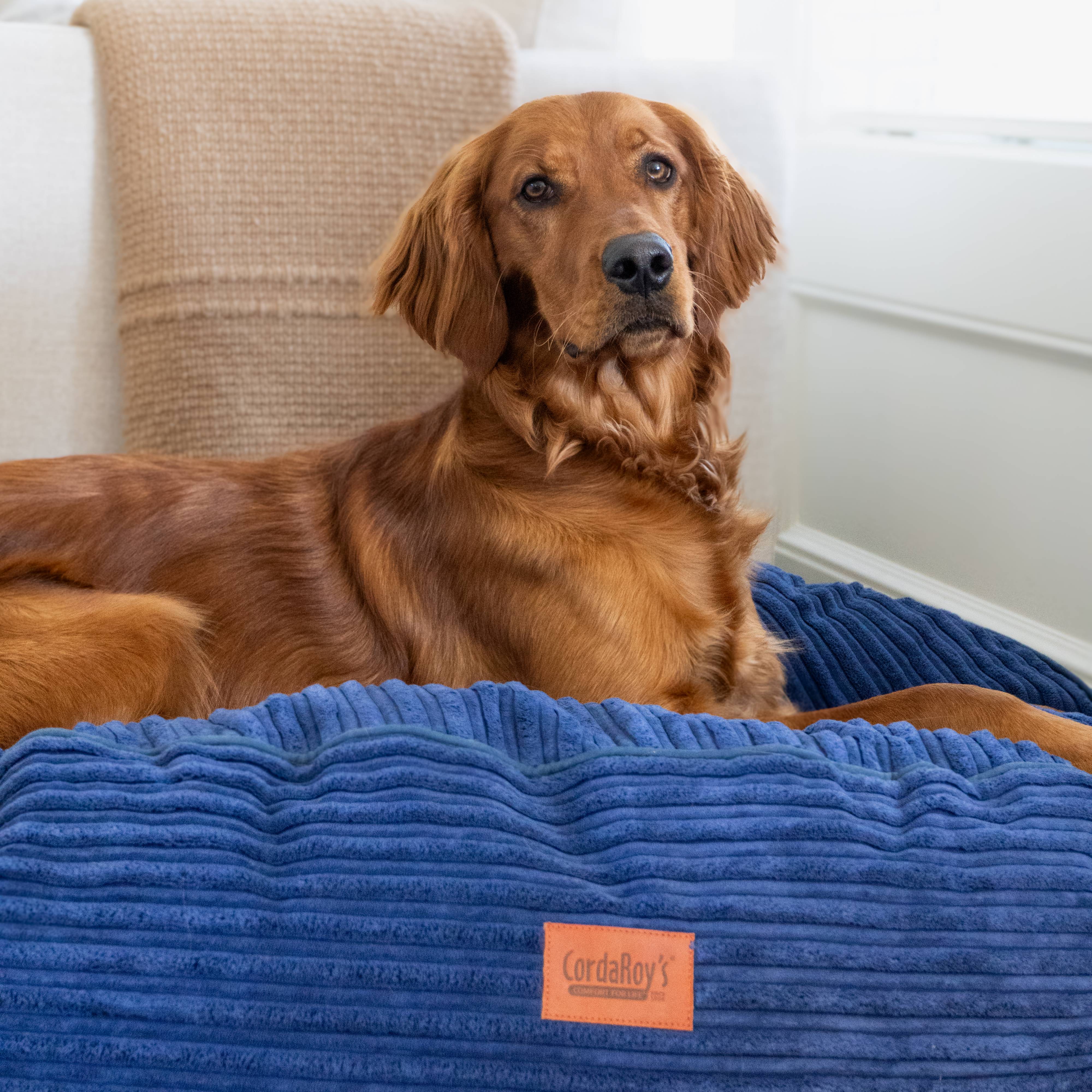 50 Inch Forever Dog Bed (Waterproof) - Terry Corduroy