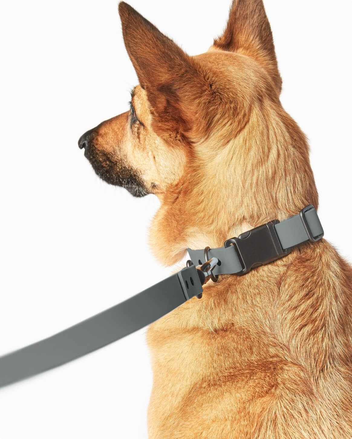 Signature Collar