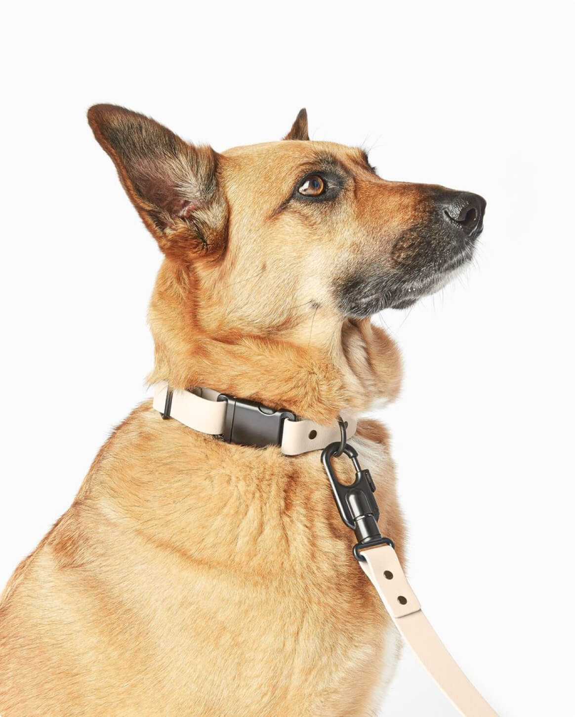 Signature Collar