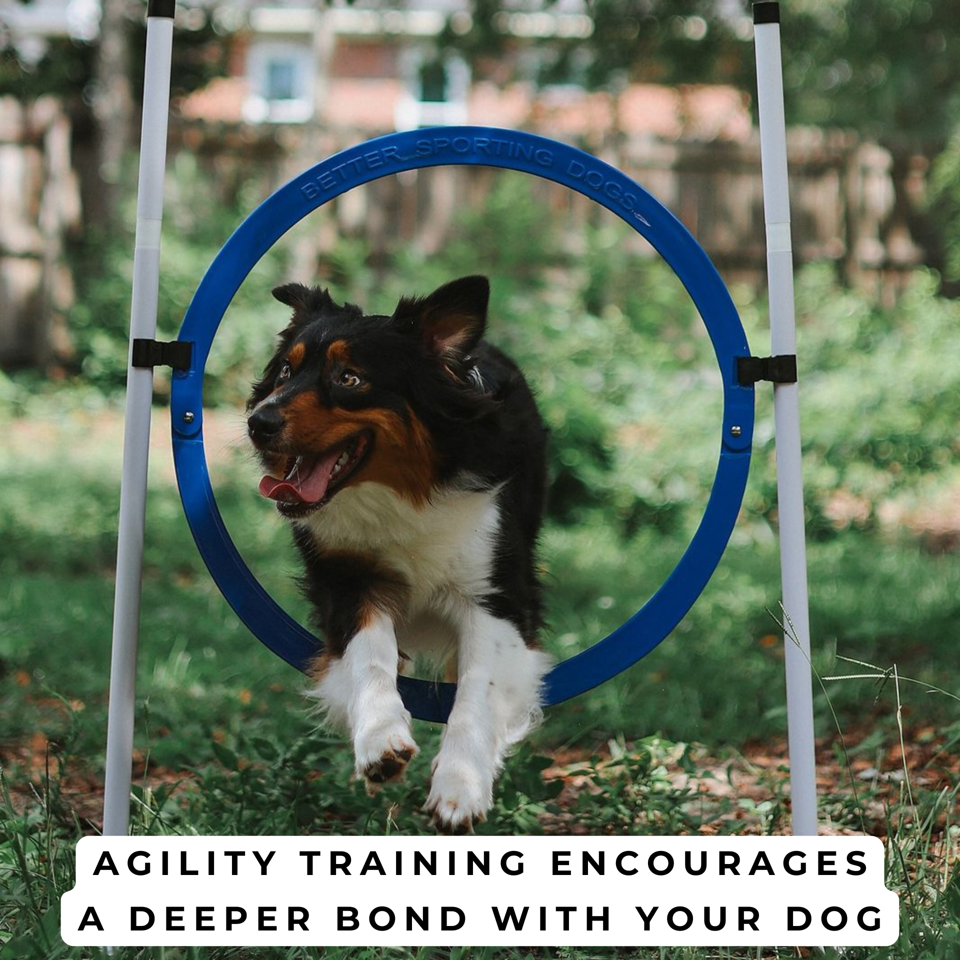 Better Sporting Dogs Adjustable Dog Agility Bar Jumps & Tire Jumps