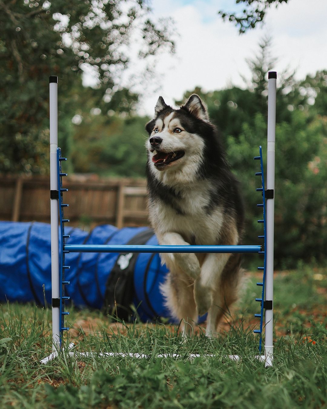 Better Sporting Dogs Upgraded Dog Agility Set – 7 Piece Training Kit with Safety Breakaway Tire Jump, Displacement Bar Jumps, Tunnels, Weave Poles & Pause Box