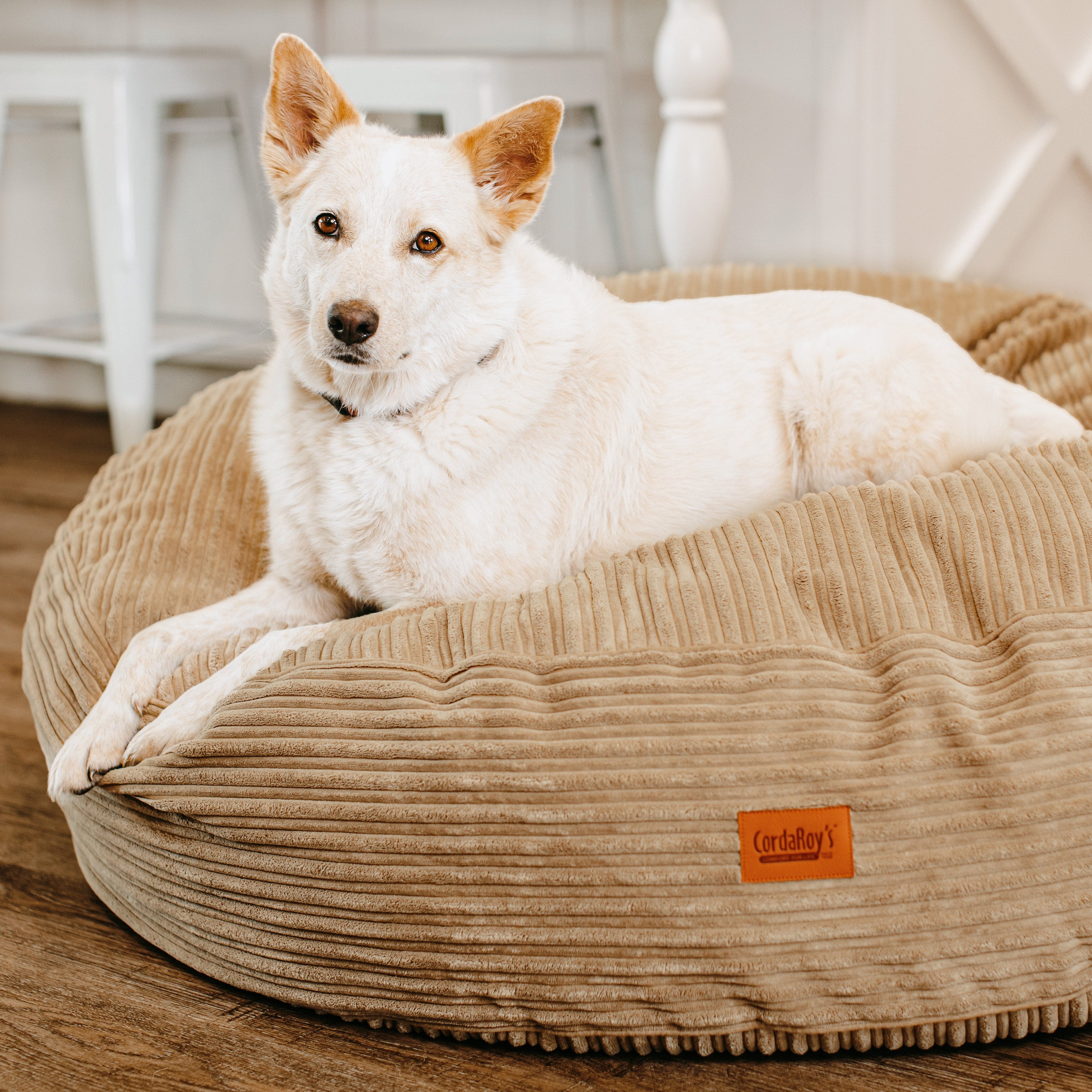 50 Inch Forever Dog Bed (Waterproof) - Terry Corduroy